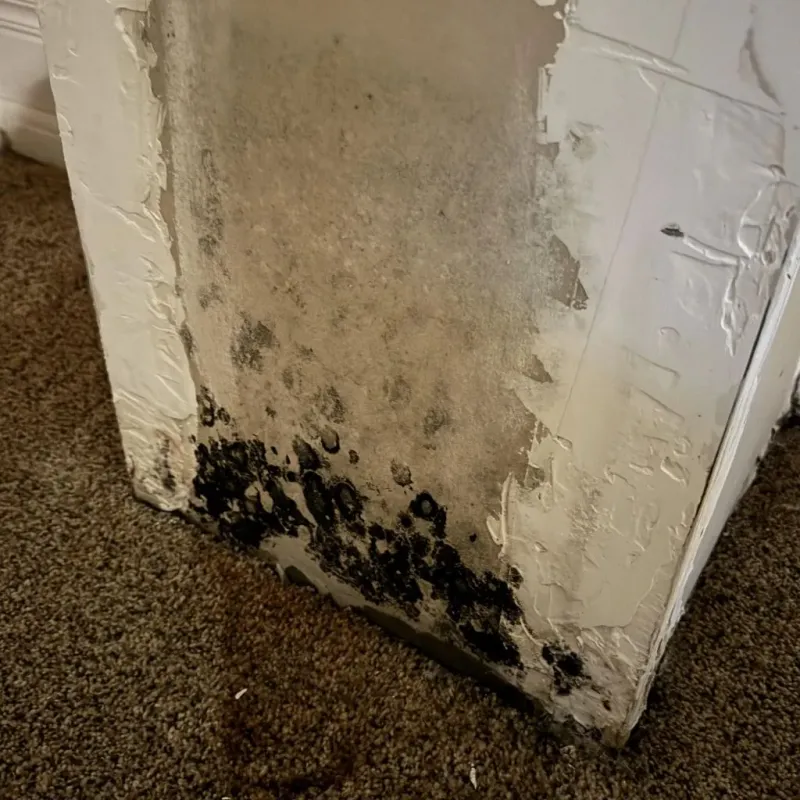 Professional Mold Removal in Waycross, GA